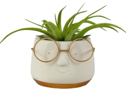 ohgreen Arrangement Tillandsia (luchtplantje)