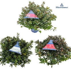 ohgreen Azalea japonica Hortinno