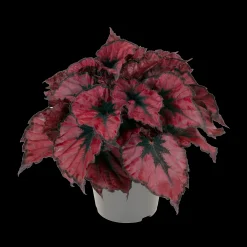 ohgreen Begonia Kohala Red