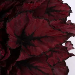 ohgreen Begonia Kohala Red