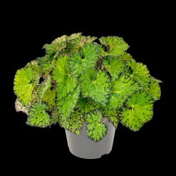 ohgreen Begonia Lime Fever