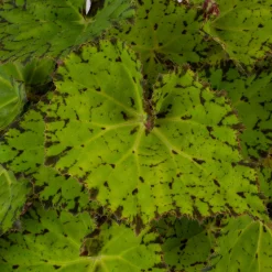 ohgreen Begonia Lime Fever