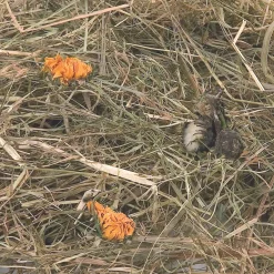 ohgreen Berghooi met paardenbloem 500 gr.