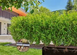 ohgreen Bewatering heggen of struiken set 25m