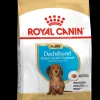 ohgreen Bhn dachshund puppy 1.5kg
