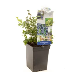ohgreen Blauwe bessenstruik vaccinium corymbosum arto zeer vorstbestendig