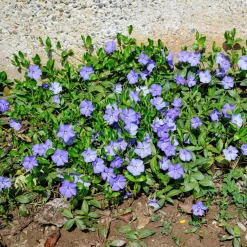 ohgreen Bodembedekker p9