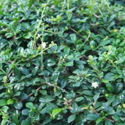 ohgreen Bodembedekker p9