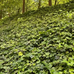 ohgreen Bodembedekker p9