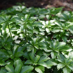 ohgreen Bodembedekker p9