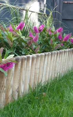 ohgreen Borduur Pinede