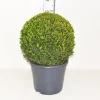 ohgreen Buxus sempervirens bol p31 h70