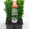 ohgreen Buxus sempervirens 6-pack p9 h15