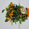 ohgreen Calamondino spalliera