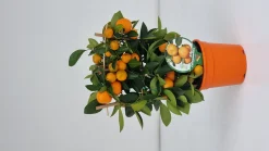 ohgreen Calamondino spalliera