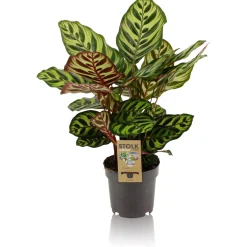 ohgreen Calathea makoyana p14 h45