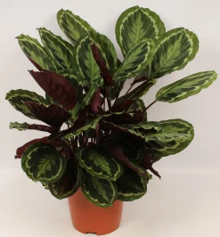 ohgreen Calathea Medallion (Pauwenplant)