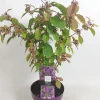 ohgreen Callicarpa profusion (Schoonvrucht)
