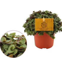 ohgreen Callisia repens 'Turtle'