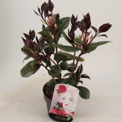 ohgreen Camellia japonica femme fatale p15 h30