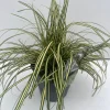 ohgreen Carex hachijoensis Evergold ( Bontbladige Zegge )