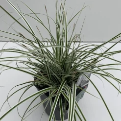 ohgreen Carex oshimensis Everest