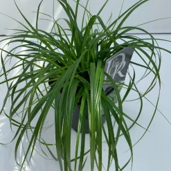 ohgreen Carex oshimensis Evergreen ( Zegge )