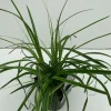 ohgreen Carex oshimensis Everlime ( Zegge )
