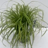 ohgreen Carex oshimensis Eversheen ( Zegge )