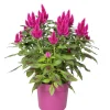 ohgreen Celosia deep purple p19 h40