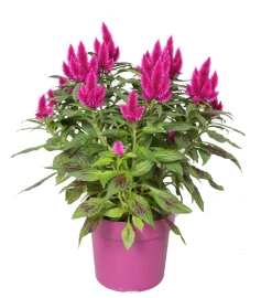 ohgreen Celosia deep purple p19 h40
