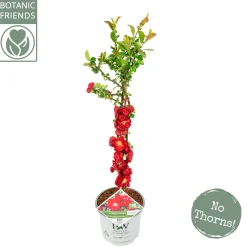 ohgreen Chaenomeles speciosa Scarlet Storm ( Japanse Dwergkwee )