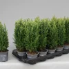 ohgreen Chamaecyparis lawsoniana Snow White