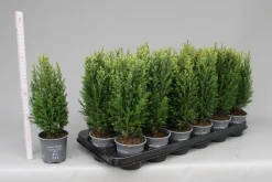 ohgreen Chamaecyparis lawsoniana Snow White