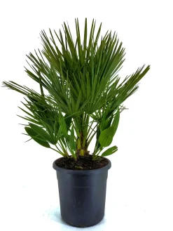 ohgreen Chamerops humulis p32