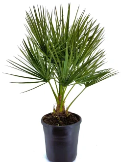 ohgreen Chamerops humulis p22