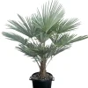 ohgreen Chinese Waaierpalm