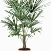 ohgreen Chinese waaierpalm p22