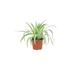 ohgreen chlorophytum comosum ( Graslelie of Spinnenplant )