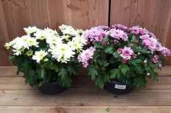 ohgreen chrysant schaal