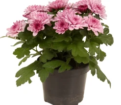 ohgreen Chrysanthemum dubbel roze ( Chrysant )