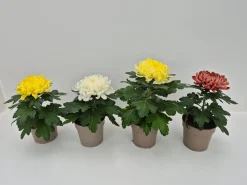 ohgreen Chrysanthemum uniflor
