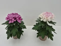 ohgreen Chrysanthemum uniflor
