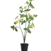 ohgreen Citroenplant geel pot 105 cm