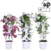 ohgreen Clematis Double Up blauw-paars p23