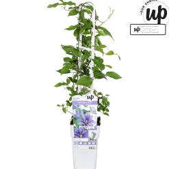 ohgreen Clematis evision Olympia
