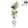 ohgreen Clematis evision Samaritan Jo