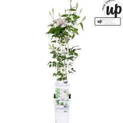 ohgreen Clematis evision Samaritan Jo