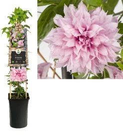 ohgreen Clematis multi Pink ( bosrank )