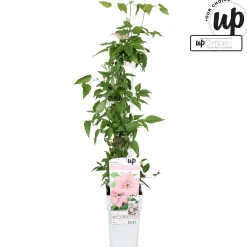 ohgreen Clematis Samaritan Jo